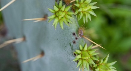 Opuntia engelmanii, Texas Prickly Pear